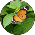 Plain Tiger